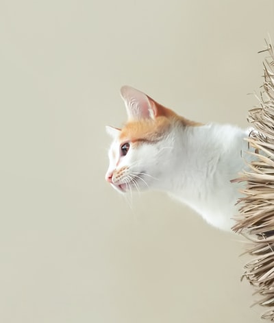 Brown plant on the orange and white cat
